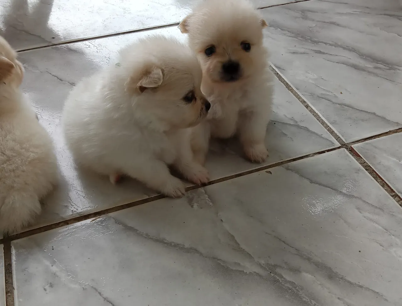 Filhotes de Spitz Alemão