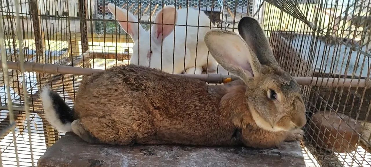 Filhotes de coelho gigante de Flanders 