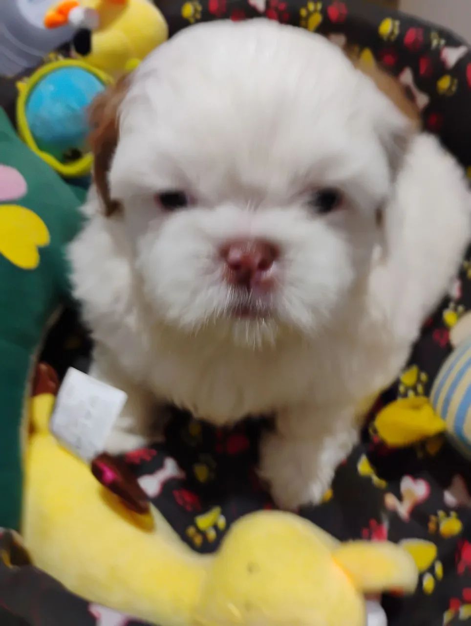 Filhote Shih Tzu - Fofo e Carinhoso