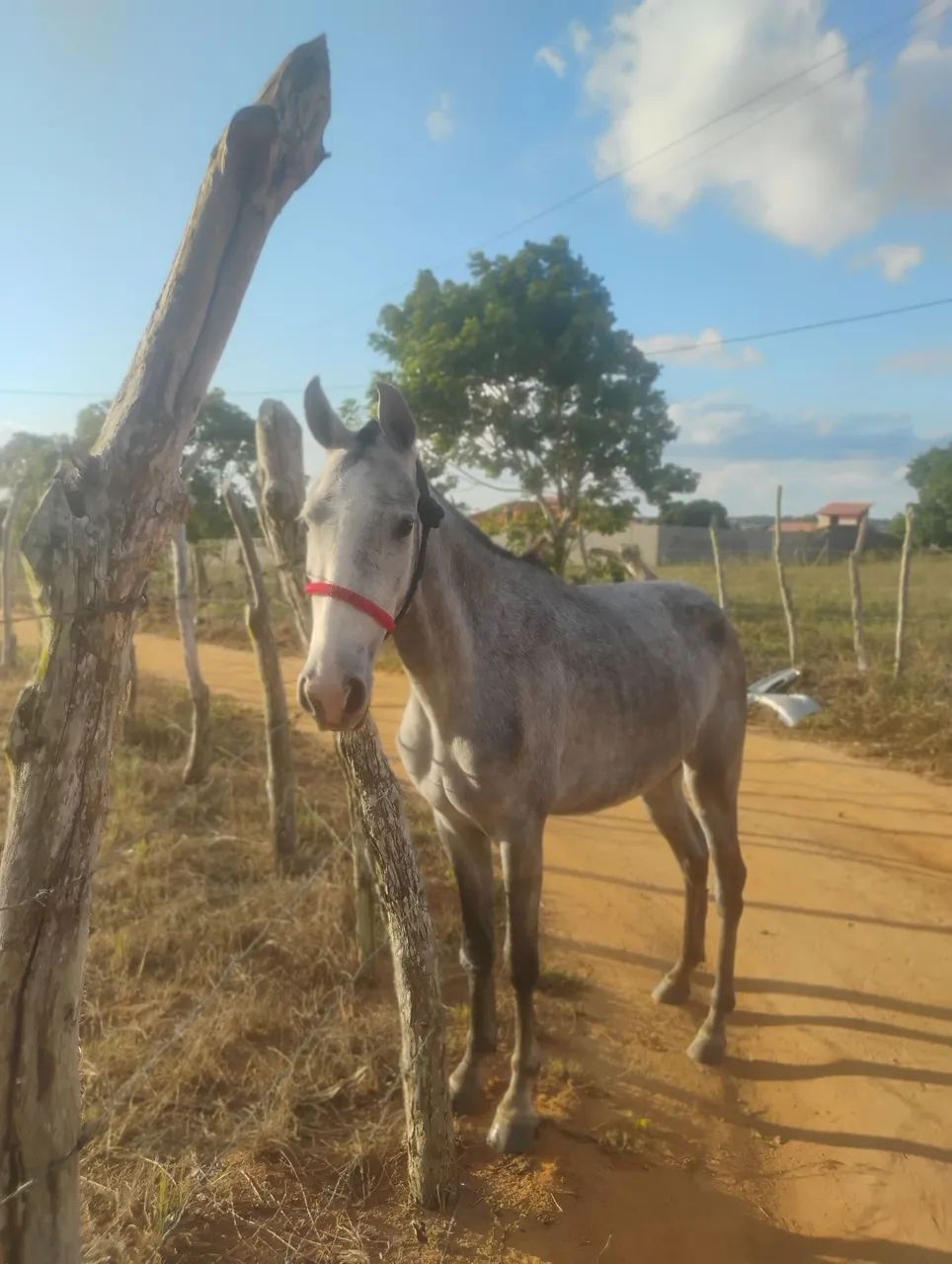 Égua de 3 pra 4 anos bom de picado  - Foto 3