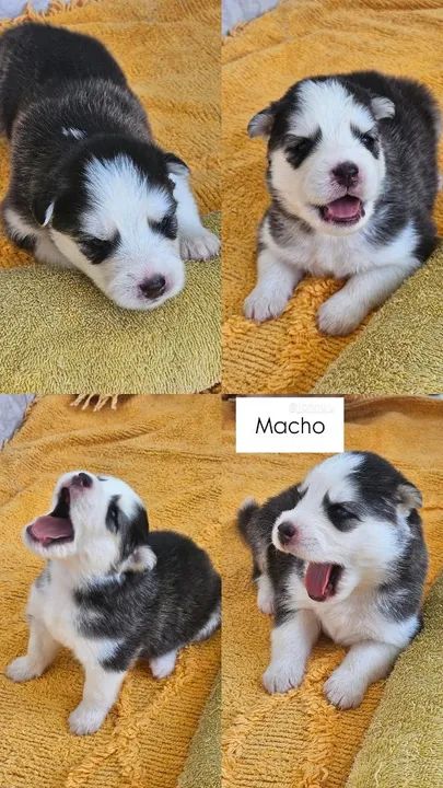 Filhotes de Husky Siberiano -Pelagem Wooly - Foto 4