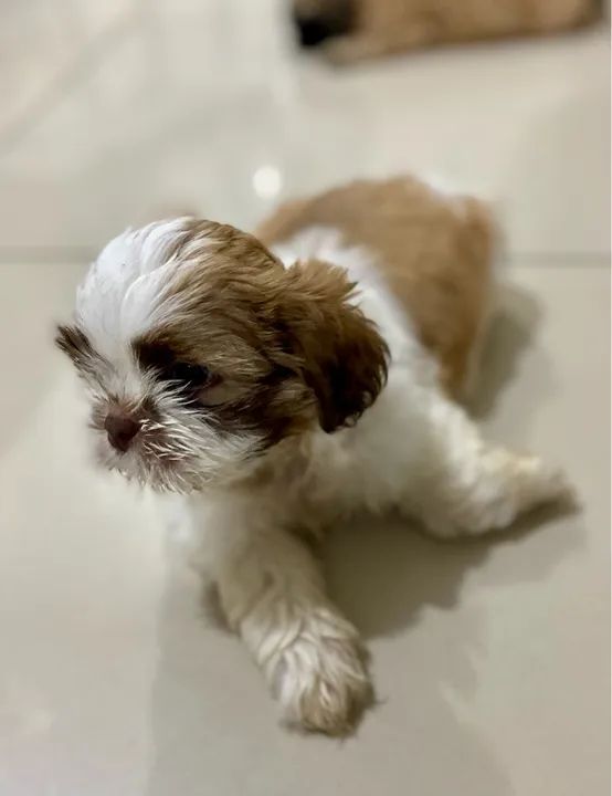 Shih Tzu a venda  - Foto 4
