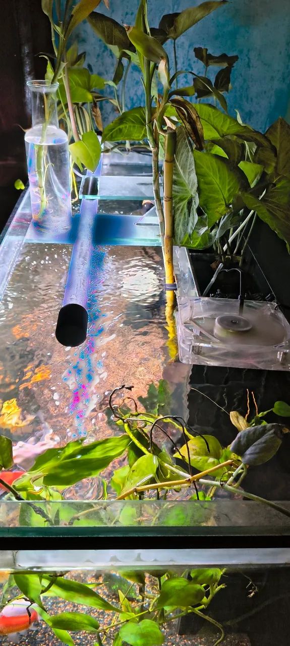Aquário completo plantado64298781377667122