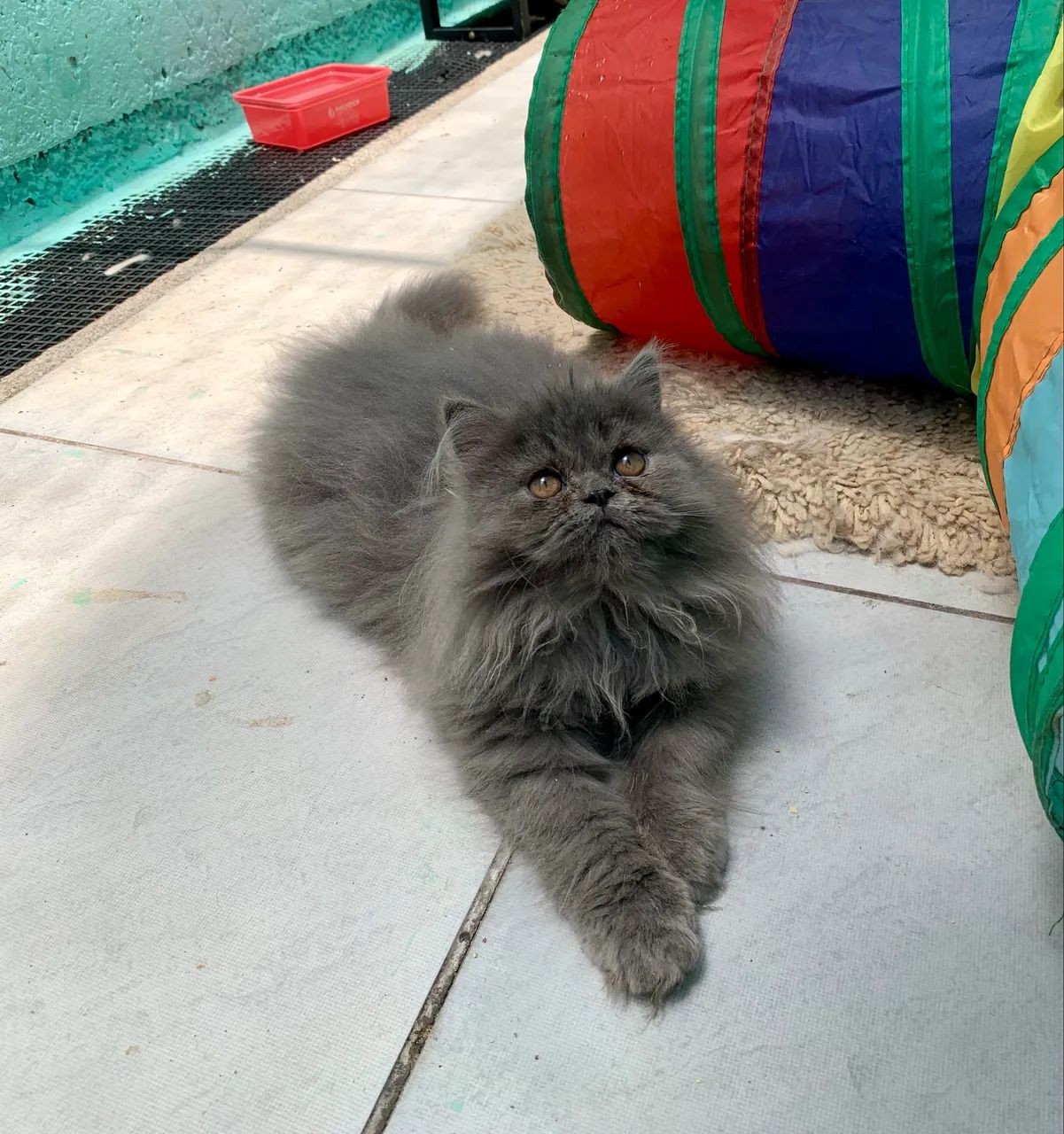 FILHOTES GATO PERSA - Foto 3