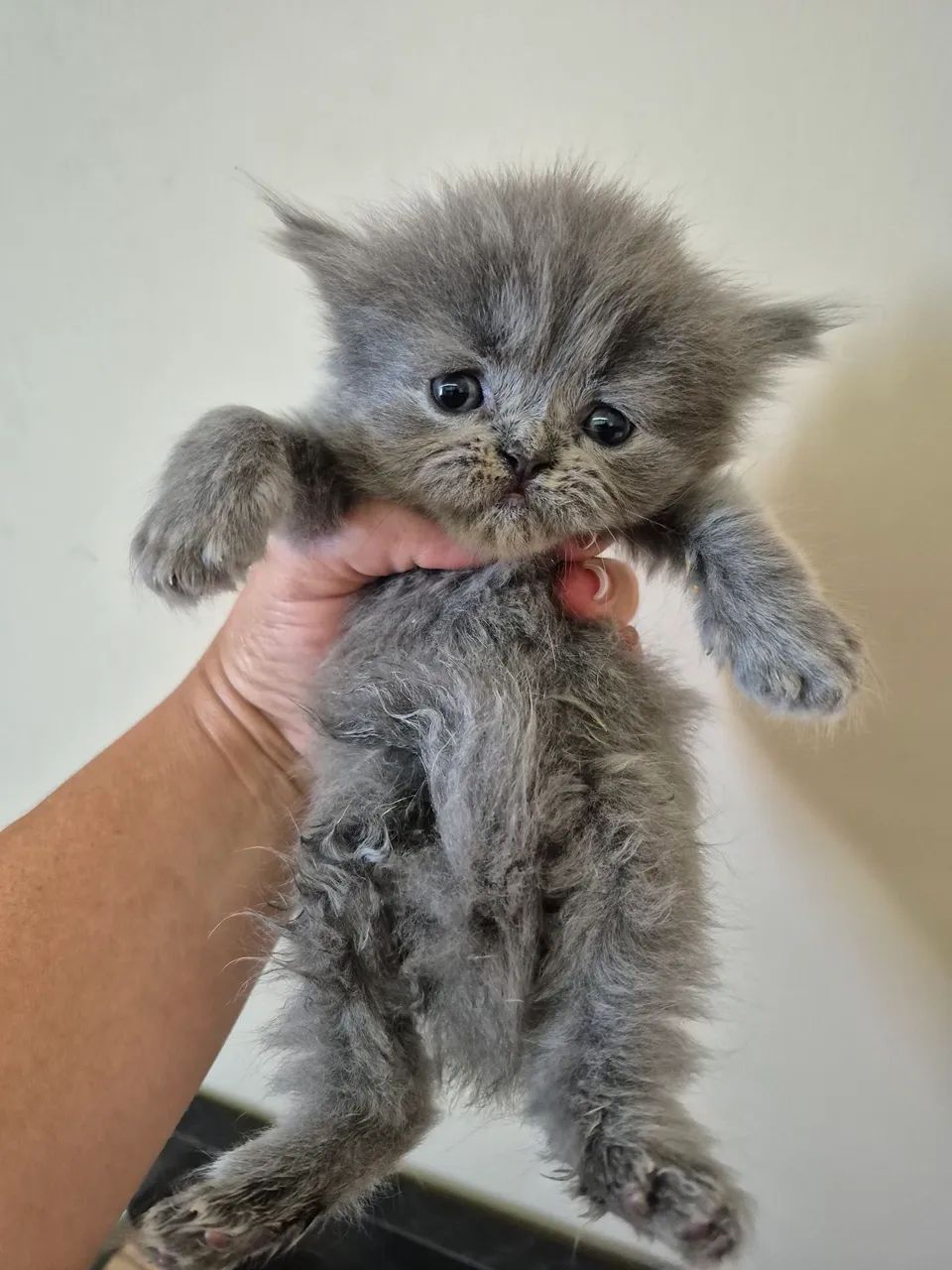 Gata Persa Cinza - Foto 4