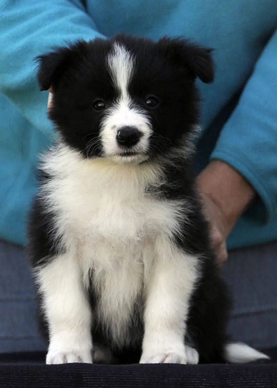 Filhote de Border Collie 