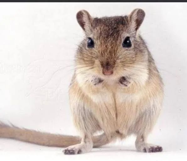 Ésquilo da Mongólia ( Gerbil) - Foto 2