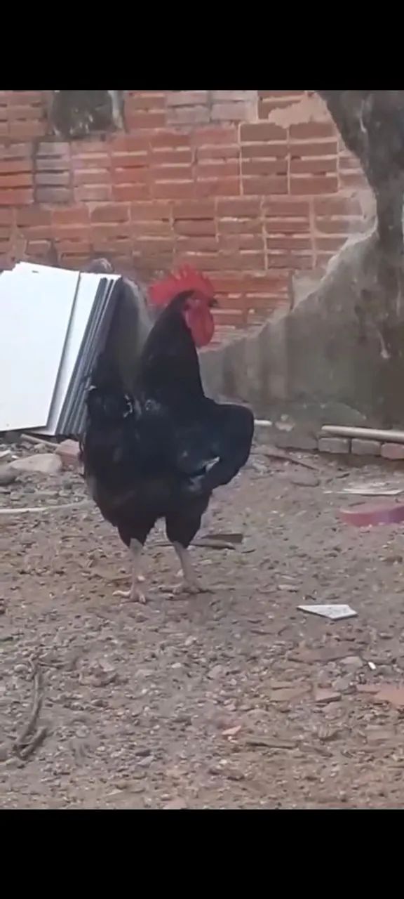 galo gigante negro de Jersey. - Foto 2
