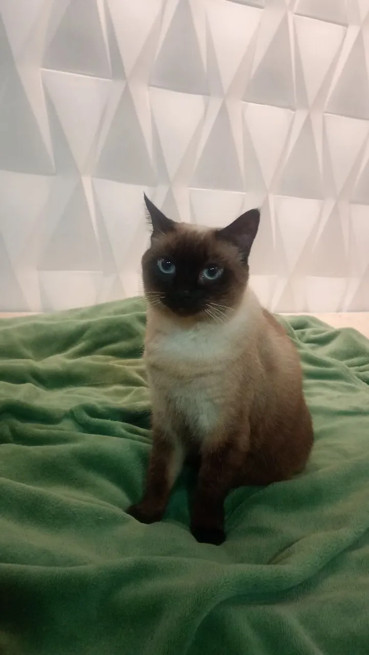 Gatinha Siamês para adoção castrada