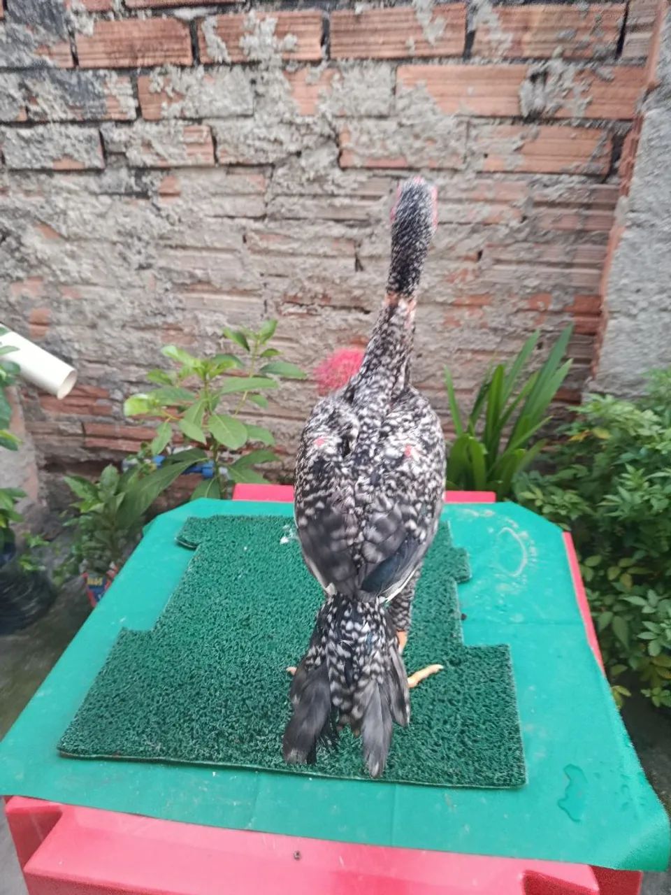 Frango assel bico curto  - Foto 5