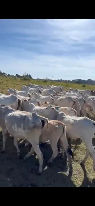 Novilhas Nelore - Foto 3