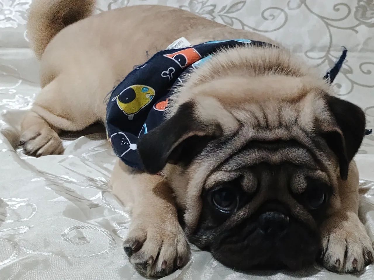 Pug macho 4 meses com todas vacinas em dia - Foto 5