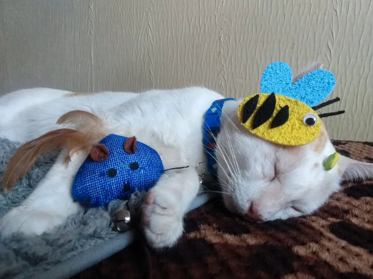 Gatinho Filhotão pra Adoção  - Foto 2