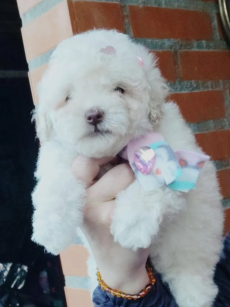 Poodle Toy fêmea linda