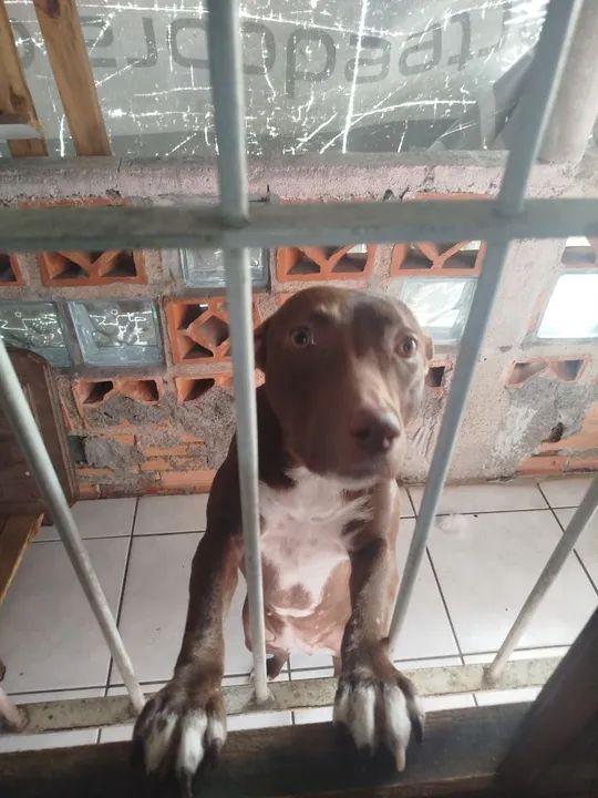 Filhote de Pitbull disponível para adoção