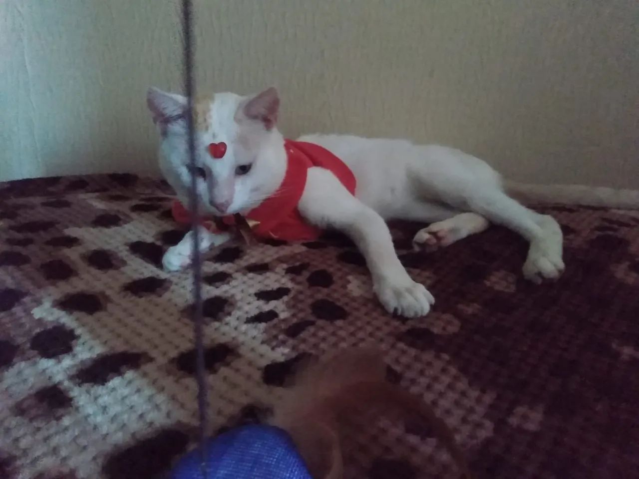 Gatinho Filhotão pra Adoção 