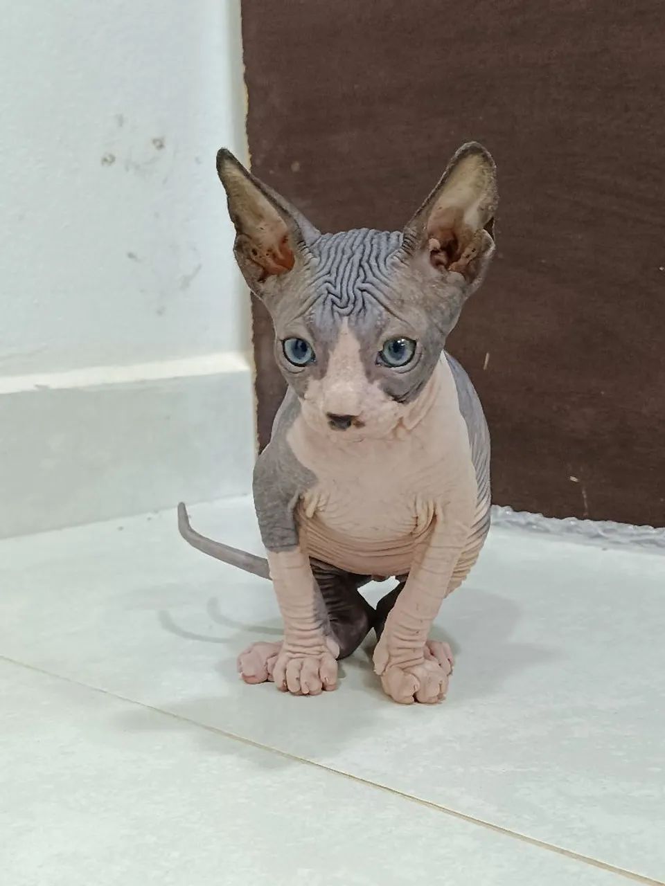 Gato pelado Sphynx linhagem Russa  - Foto 4