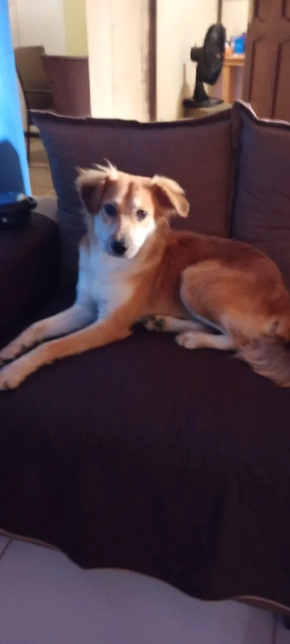 Cão adorável procurando um lar