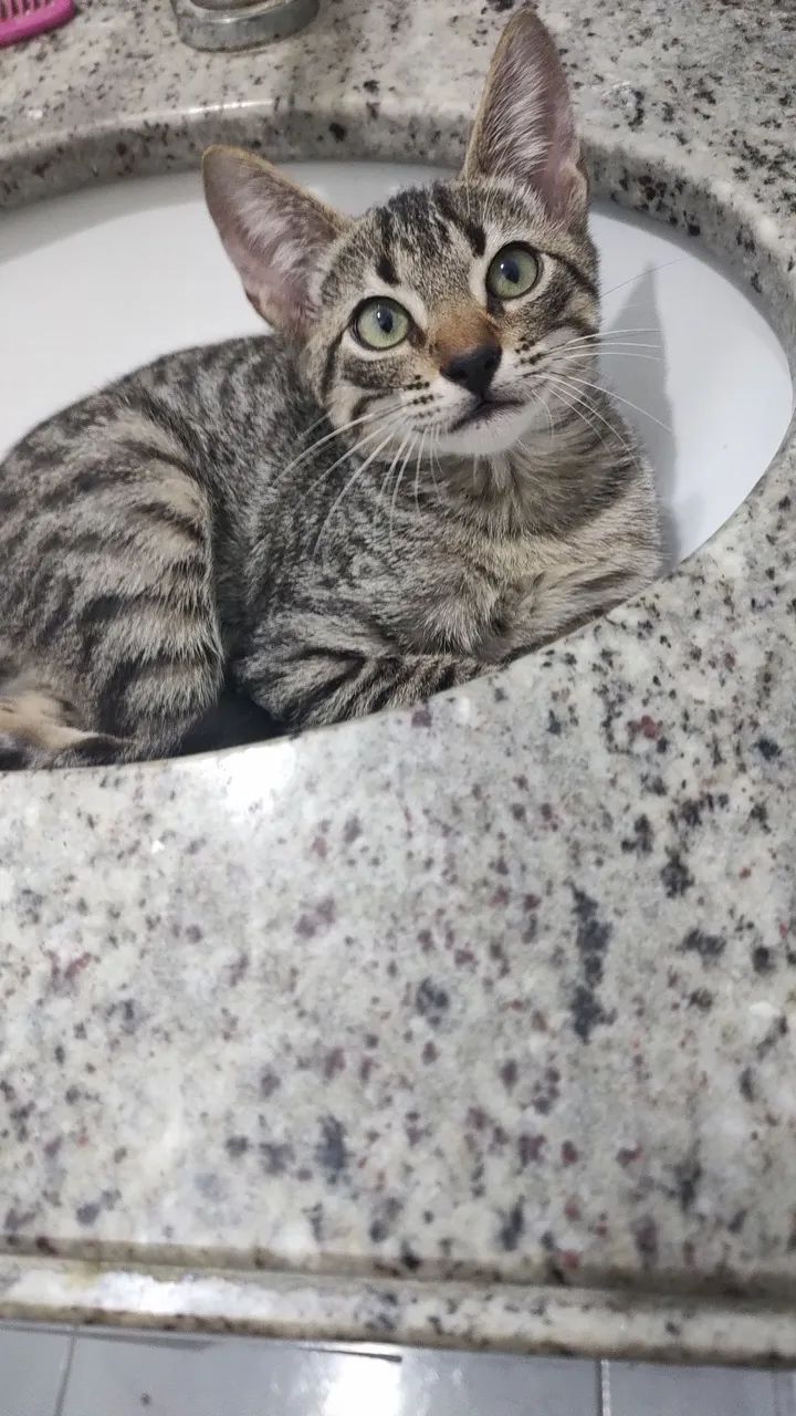 Adoção Responsável  - Foto 4