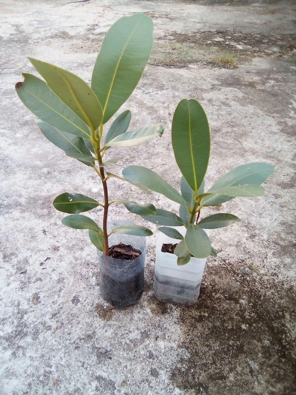 Muda de oliva de java