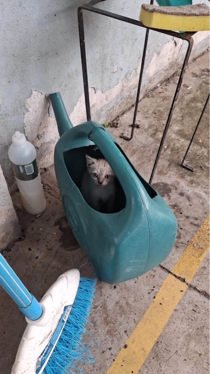 Gatos pra adoção
