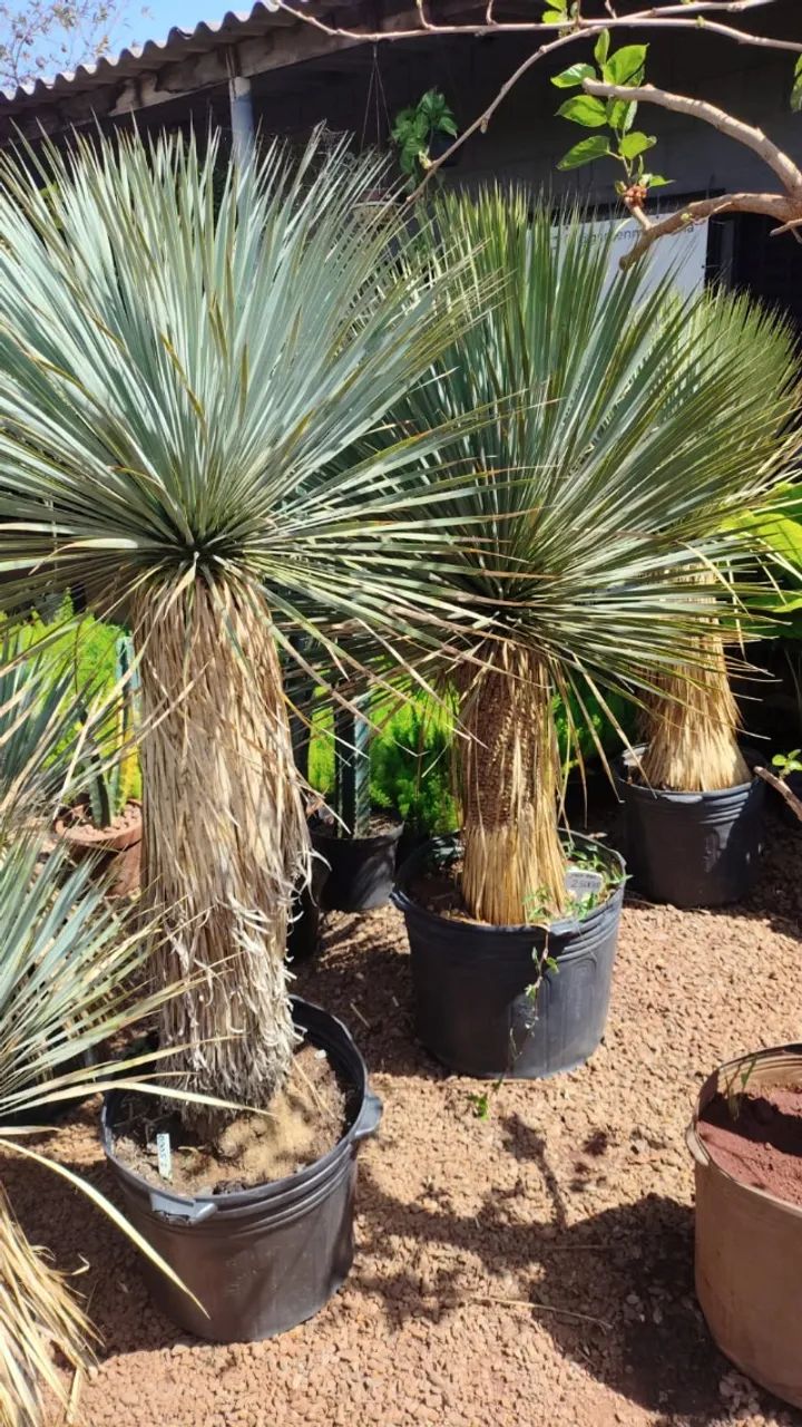 mudas de Yucca rostrata - Foto 2