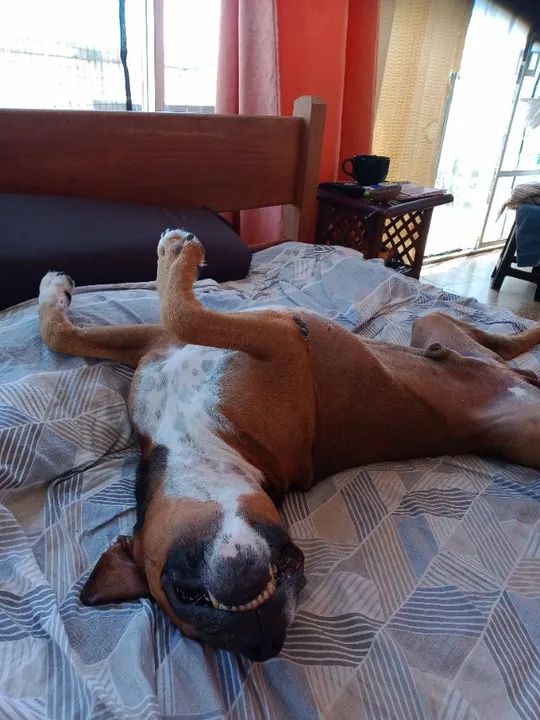 Pitbull american terrier para cobertura - Foto 4