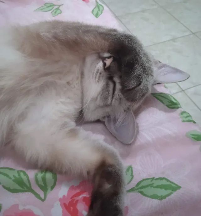 Gata 1 ano e 6 meses para adoção responsável - Foto 3