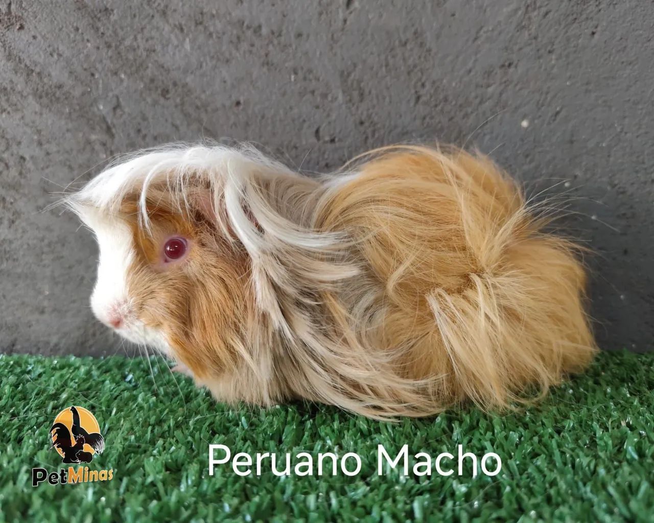 Porquinho da Índia Peruano Macho - Foto 4