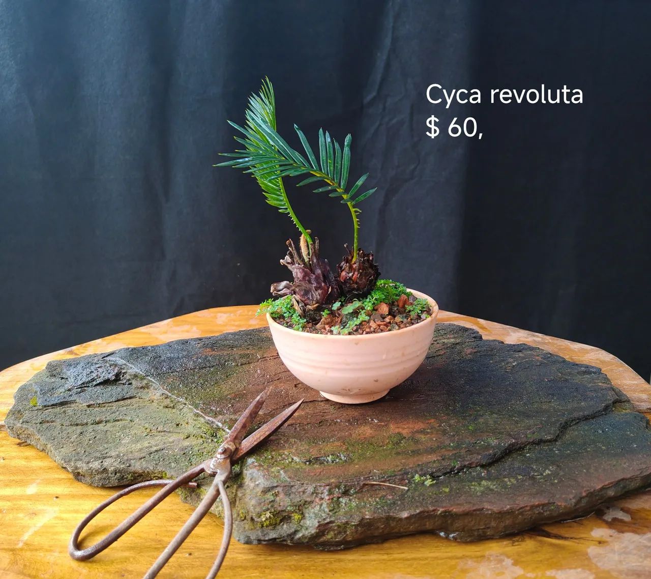 Bonsai cyca 