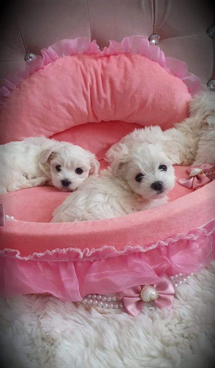 Cãozinho fofurinhos babes  para sua Família Maltes  - Foto 2