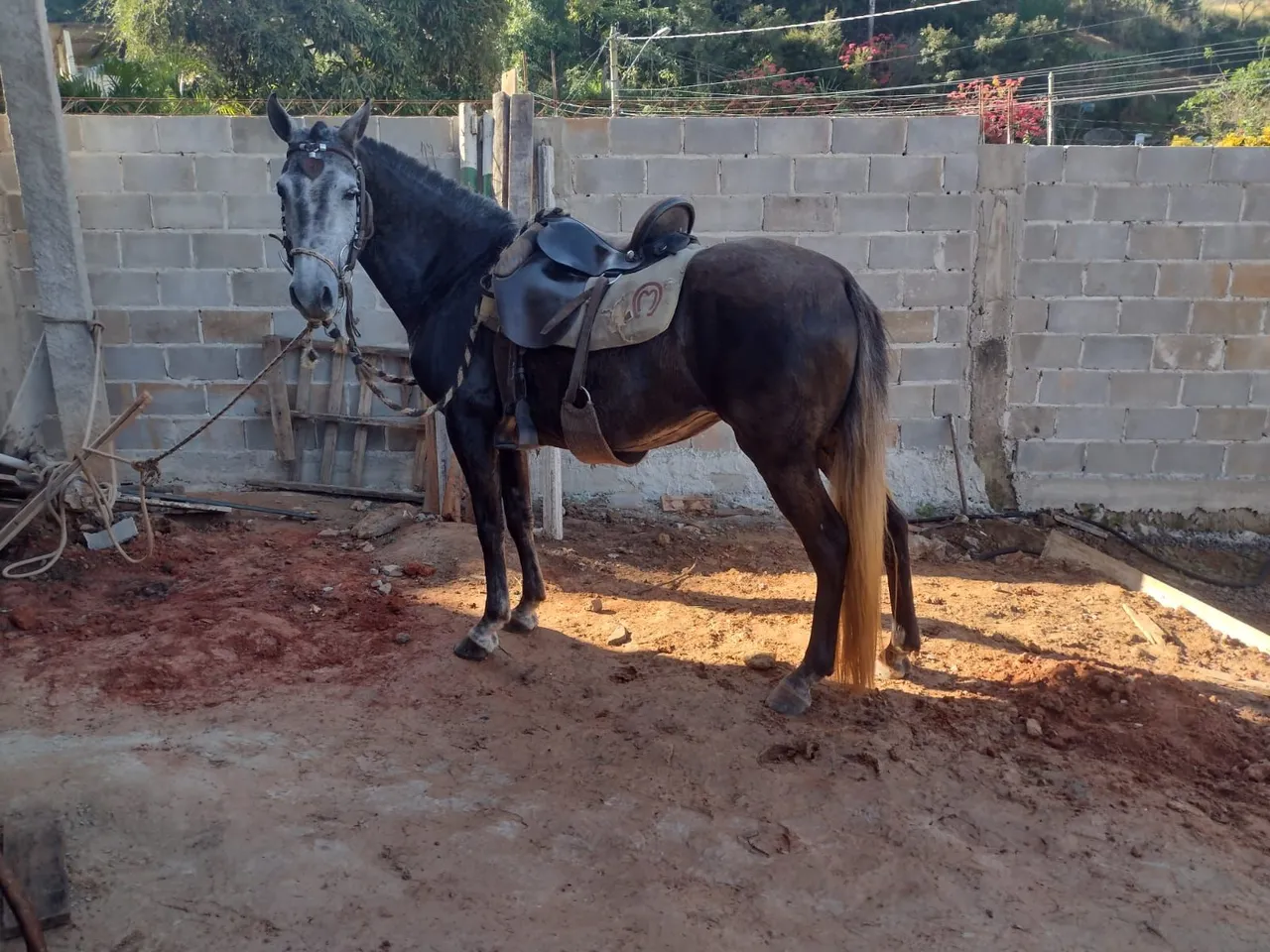 Égua tordilho