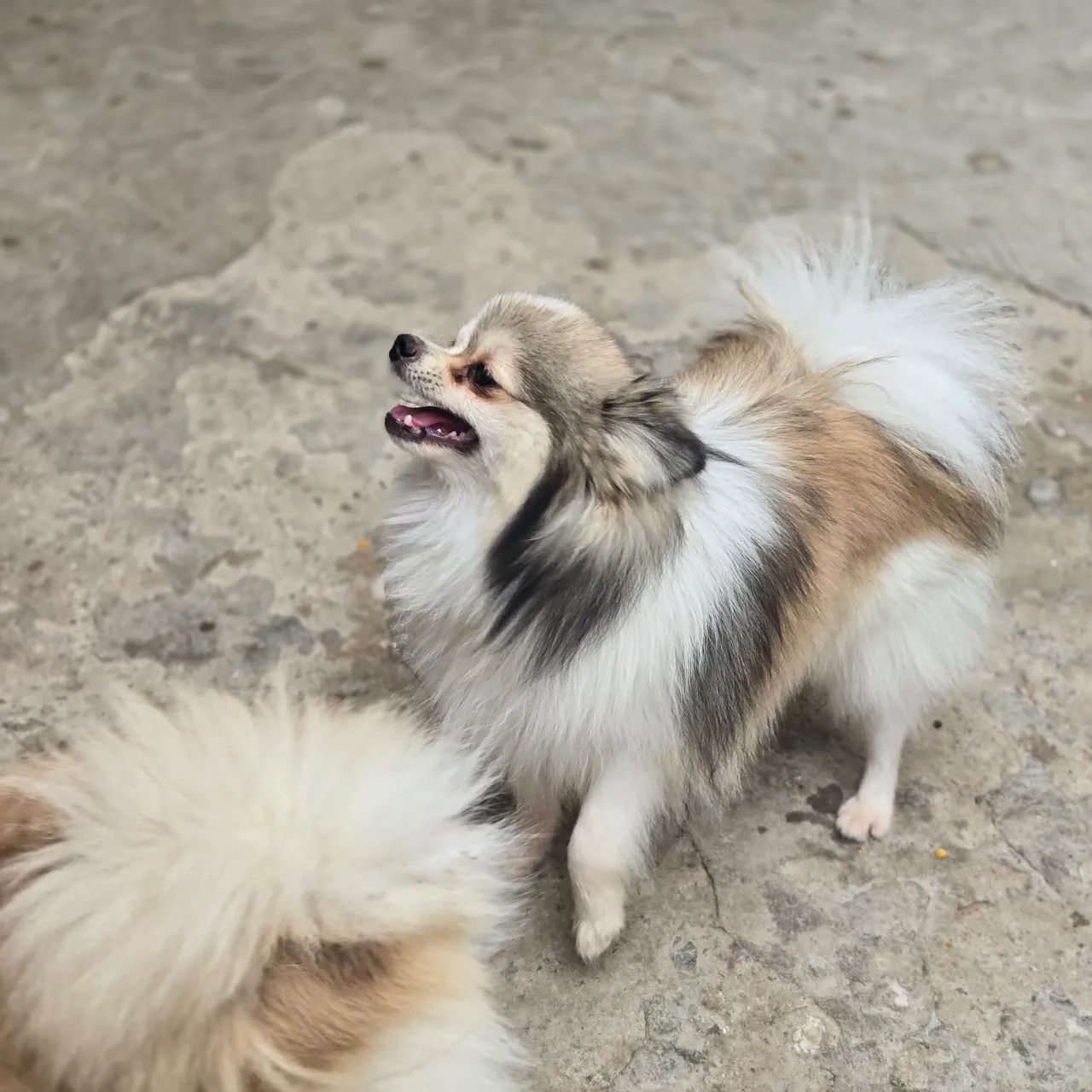 Filhote de Spitz Alemão Anão - Foto 4