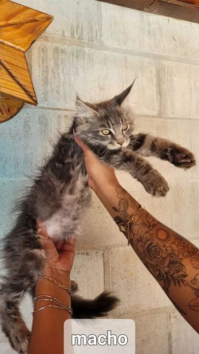 Maine coon filhotes - Foto 5