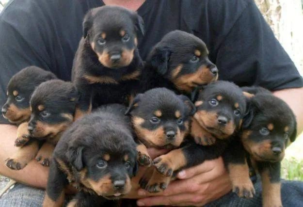 Rottweiler trabalhamos com mais de 20 raças.