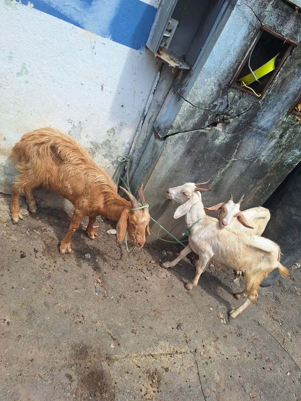 Bode e cabra - Foto 3