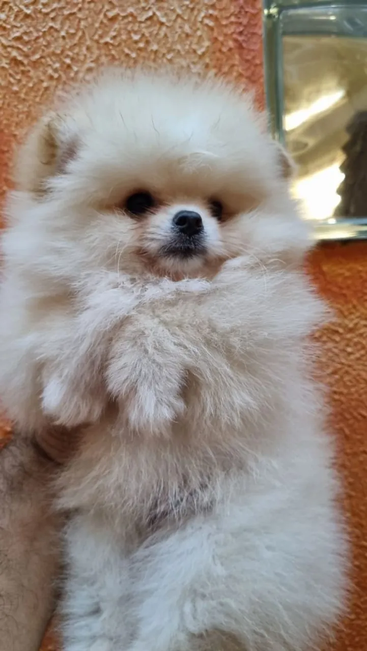 Filhote de Spitz Alemão
