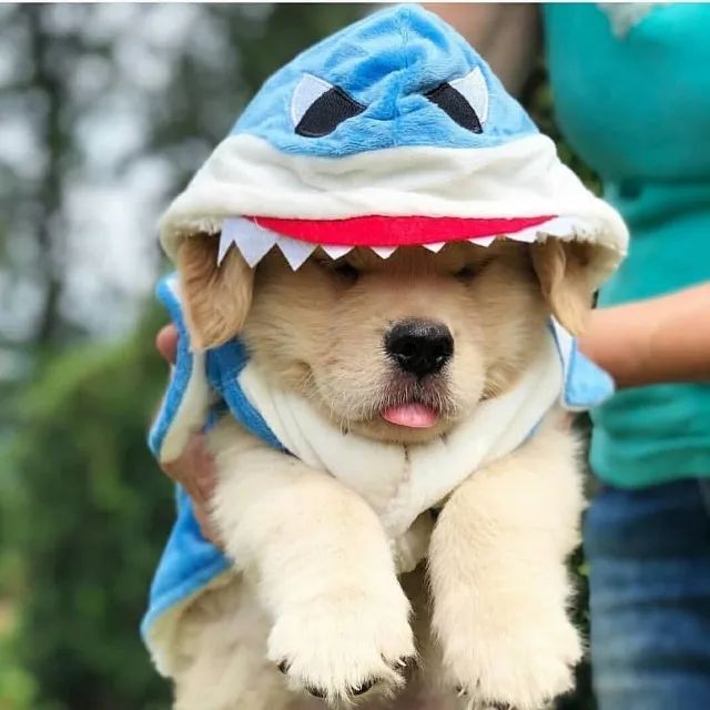 Baby Shark Golden Retriever Shark Costume Rubie's Costume Baby