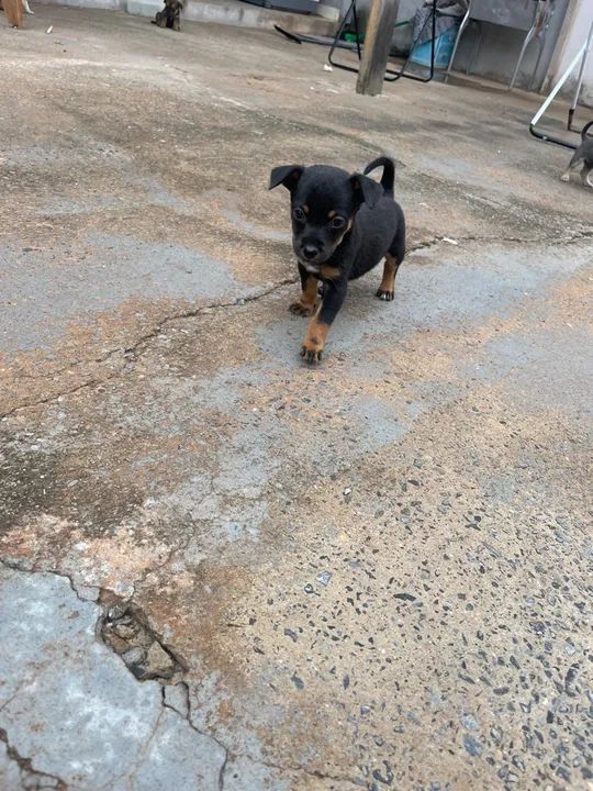 Para adoção responsável  - Foto 6