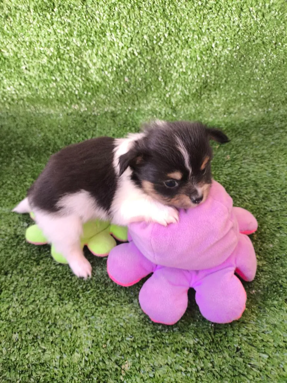 Lindos filhotes de Chihuahuas pedigree CBKC