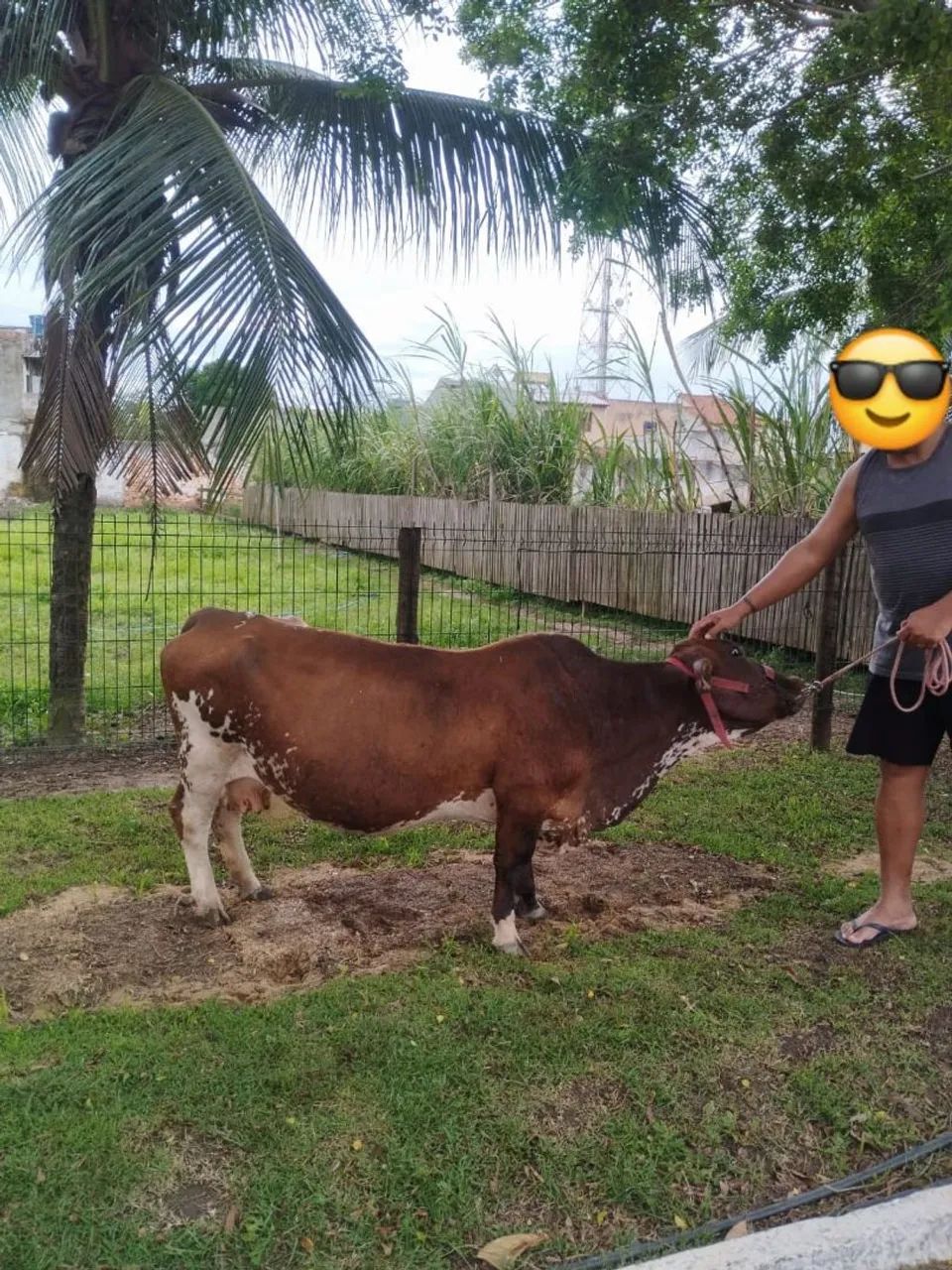 MINI VAQUINHA HOLANDESA  - Foto 5