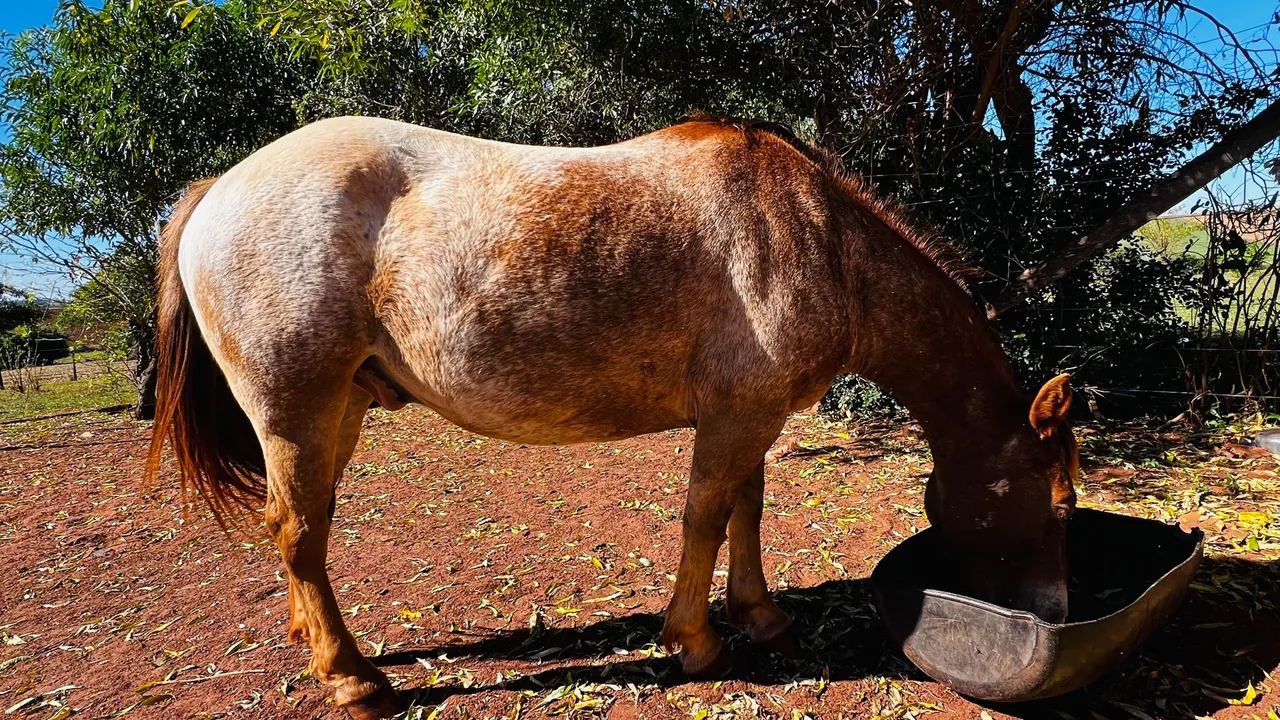 Cavalo Petiço manso  - Foto 4