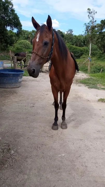 Égua de marcha 5 mil