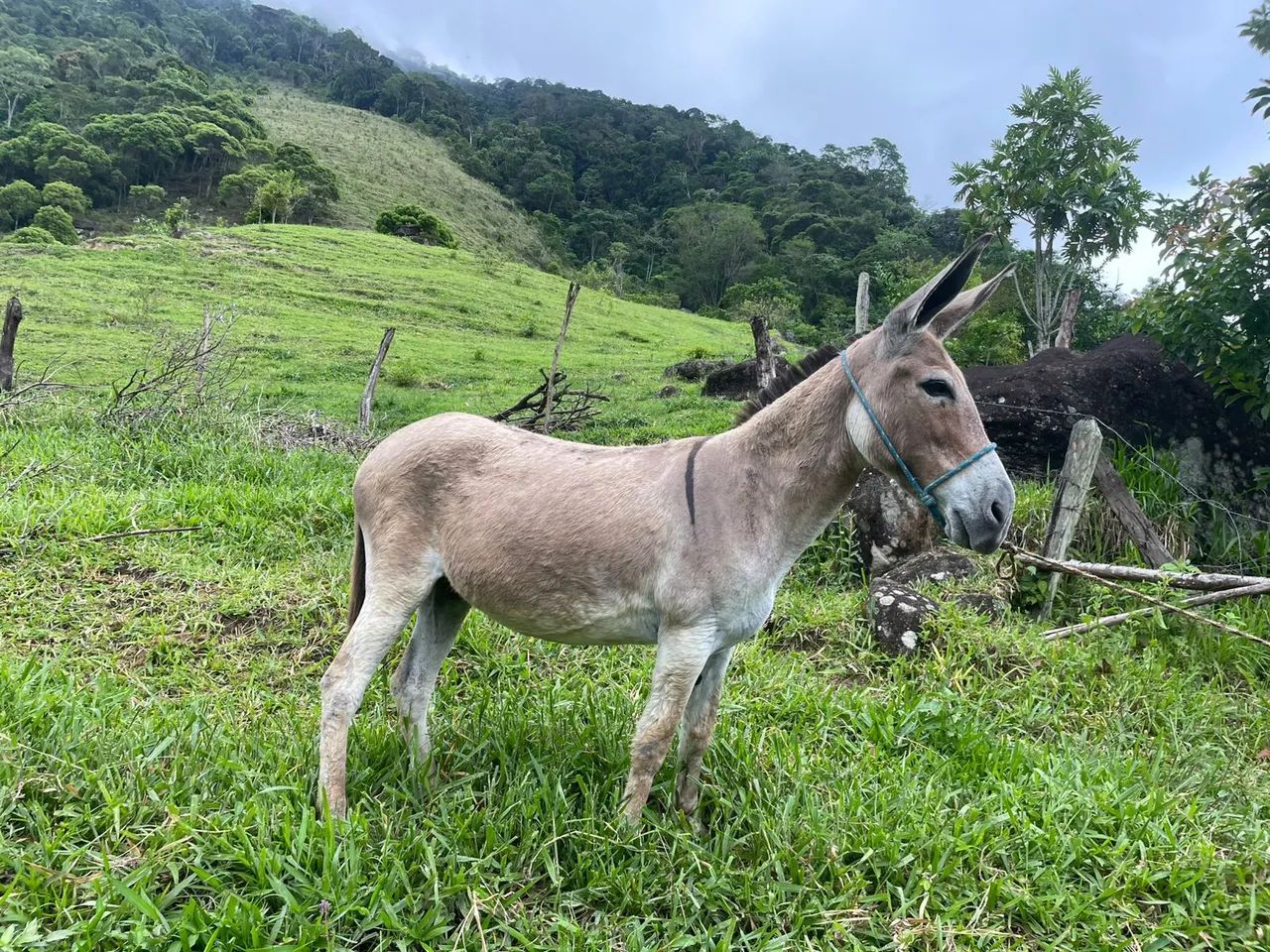 Jumenta pêga, marchadora genuína.  #FÊMEA#