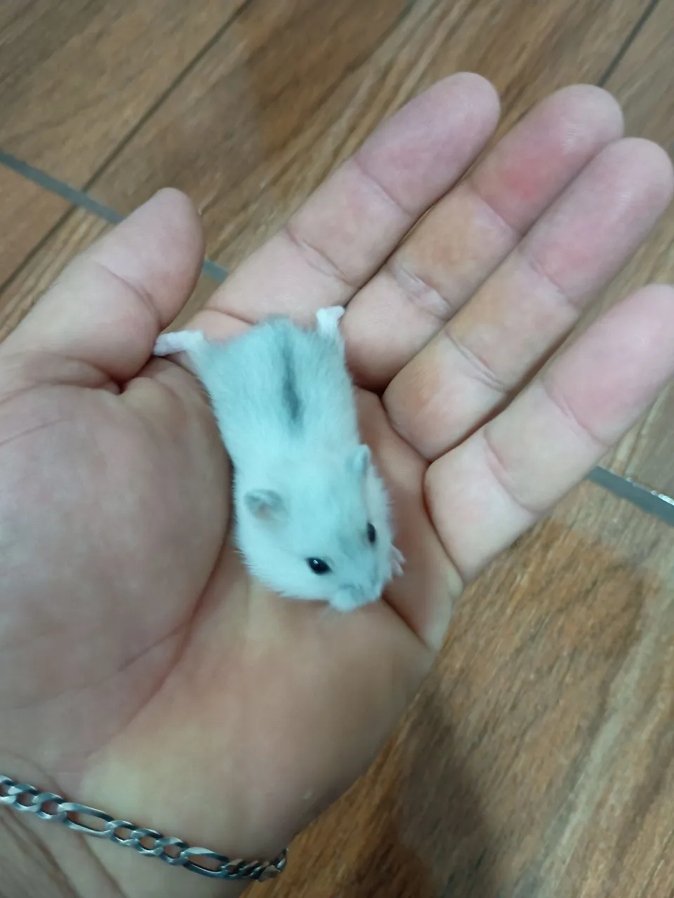 Hamster Anão Russo - Pelagem branca e cinza 
