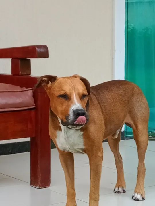 Pitbull american terrier para cobertura