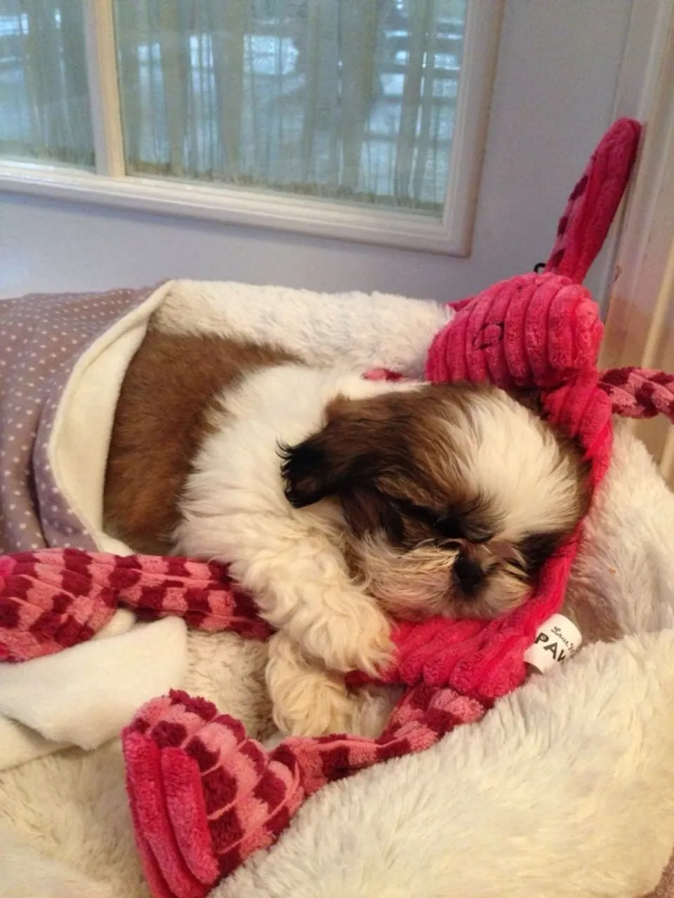 Shih Tzu filhote liberado: Fofo, dócil e peludinho!