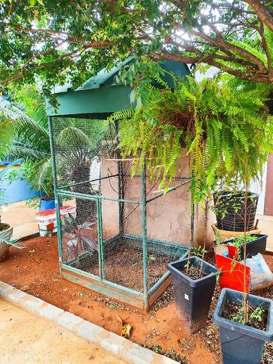 Gaiola viveiro grande quase doação pra levar logo