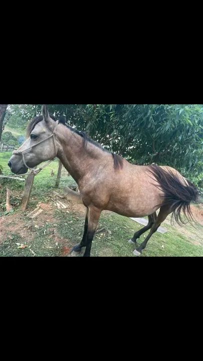 Pra venda égua manga larga  - Foto 2