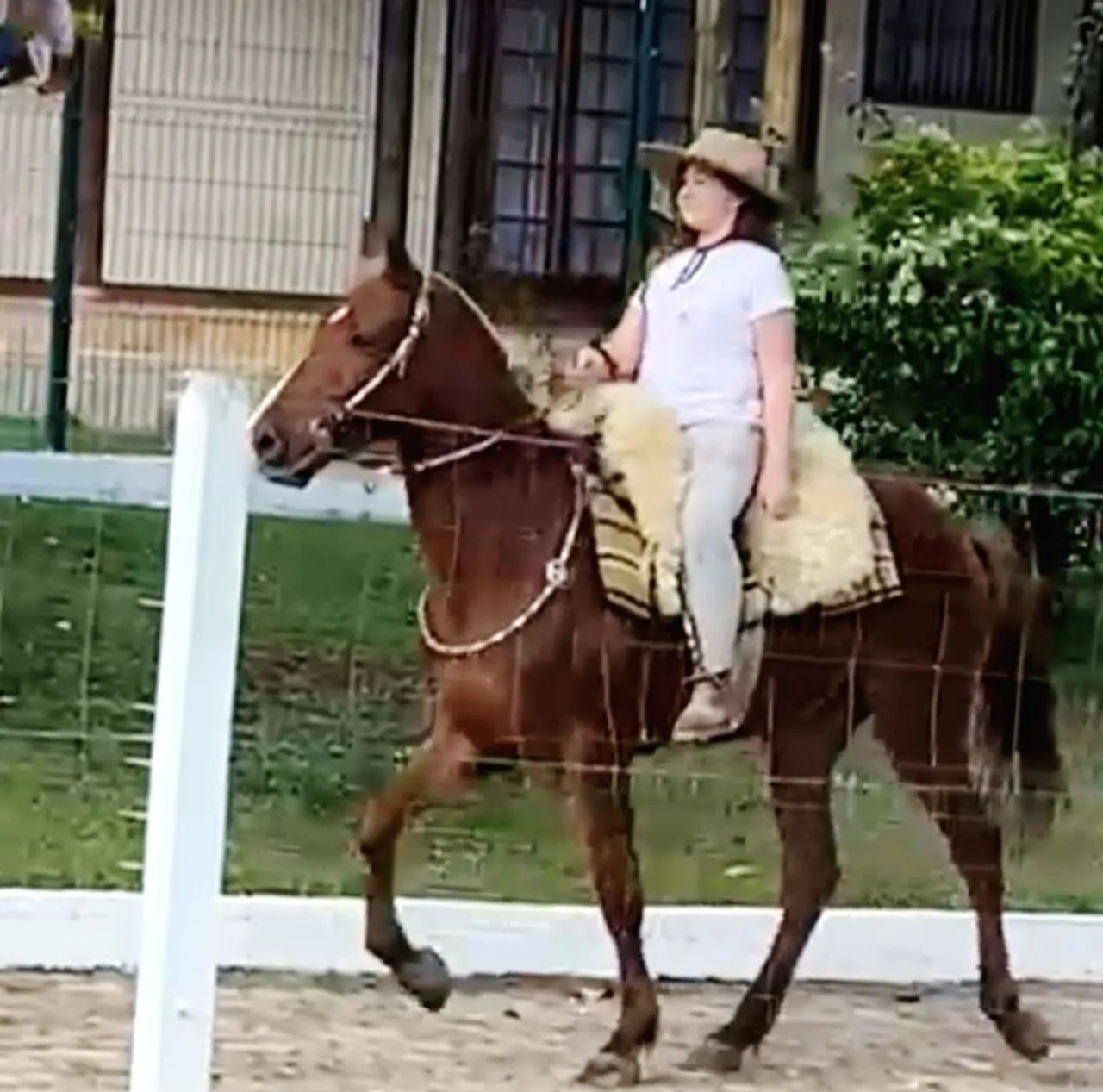 Marchador Mangalarga/Campeiro  - Foto 3